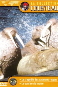 The Cousteau Collection N°9-2 | Morse’s Smile